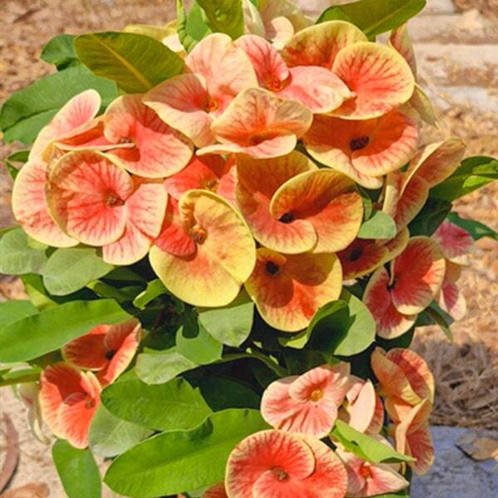 Эуфорбия Миля DAO KRAJAI