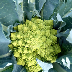 Селио F1 семена капусты цветной (Clause / Клос)