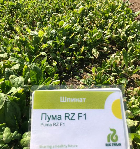 ПУМА F1 семена шпината (Rijk Zwaan | Alexagro)