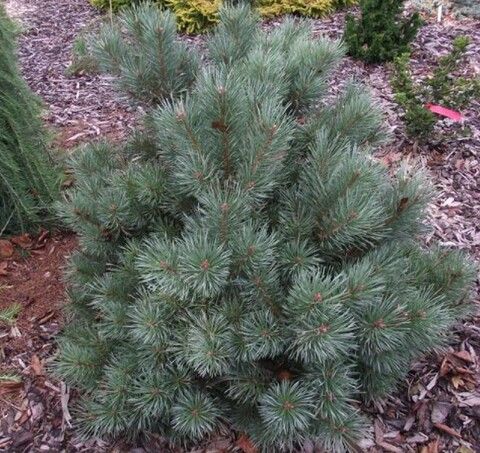 Сосна обыкновенная Шантри Блю