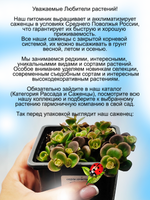 Седум Коралловый риф очиток яркий многолетник