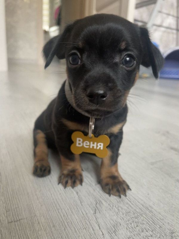Адресник для домашних животных, с гравировкой, большая сиреневая "Косточка" 38*25мм (металл)