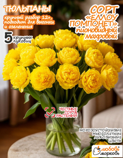 Тюльпан Луковица, Еллоу Помпонетт, 5шт (Любовь Морковь)