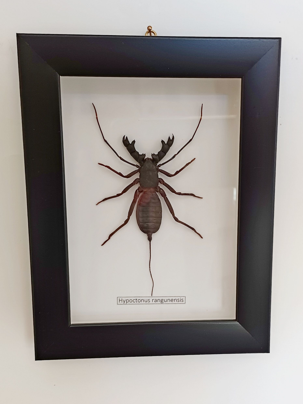 Скорпион хлыстовидный в рамке