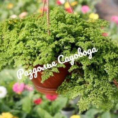 Пилея моховидная