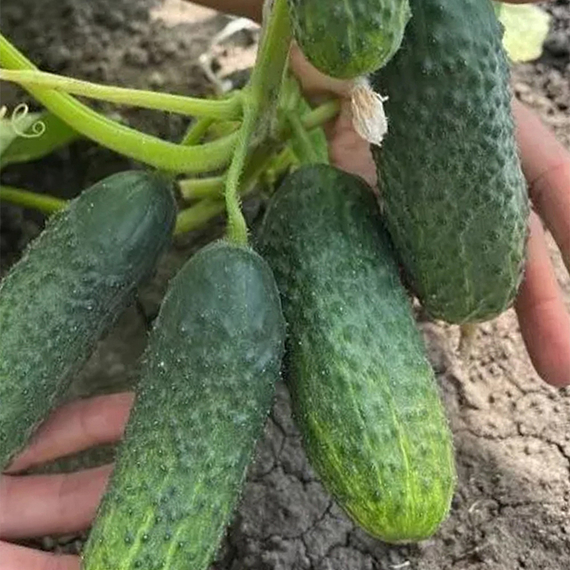 МАША F1 семена огурца партенокарпического (Seminis) купить – фото 5