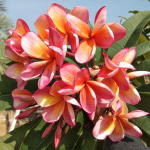 Плюмерия SOM SIRITHONG