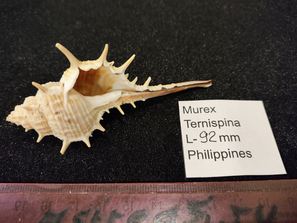 Мурекс Терниспайн