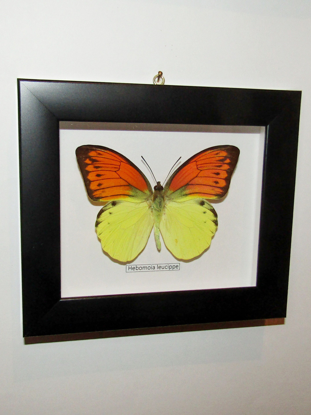 Бабочка Hebomoja leucippe в рамке