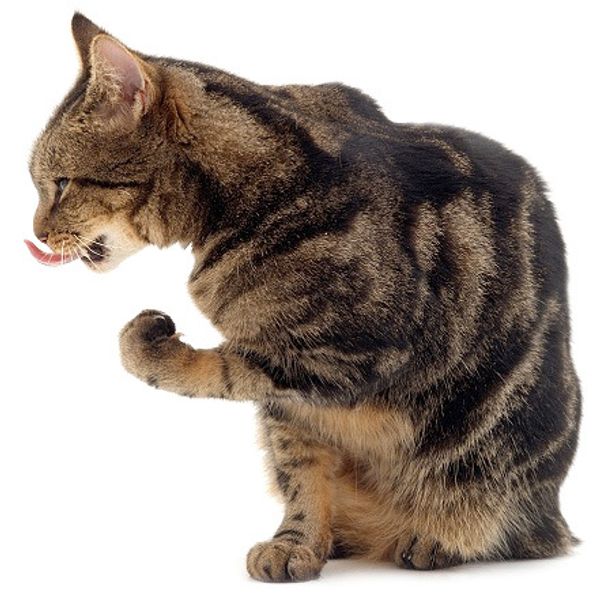 Как вывести шерсть из желудка кошки?