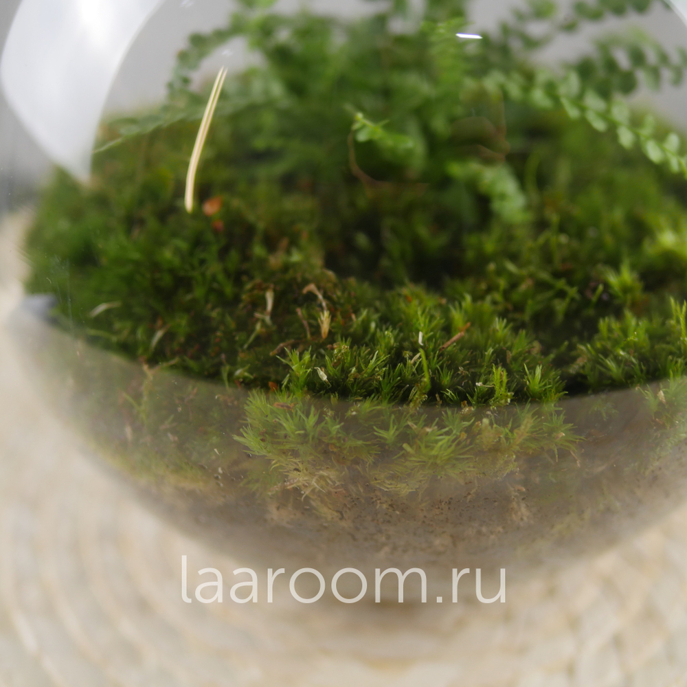 Флорариум эко-система Du-Bubble Папоротни