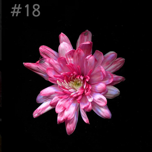 Краска для окрашивания живых цветов, Тёмно-красный