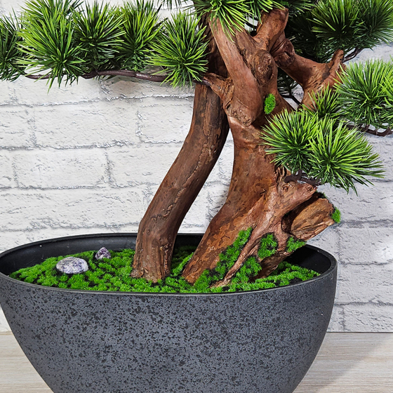 Бонсай Сосна японская 60см на натуральном стволе