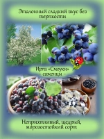 Ирга Смоуки канадская сладкая