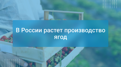 В России растет производство ягод