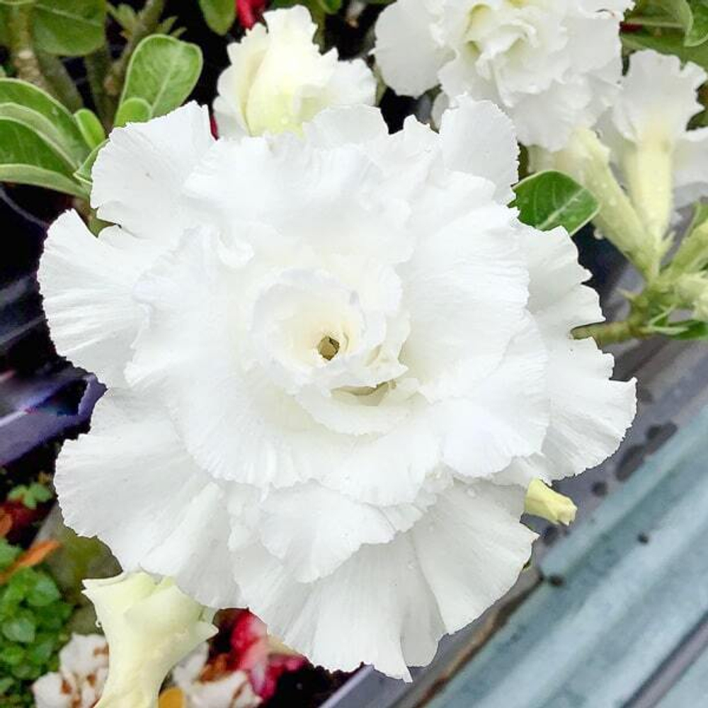 Адениум обесум 083 Ngọc Băng