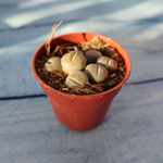 Lithops sp. (Литопсы)