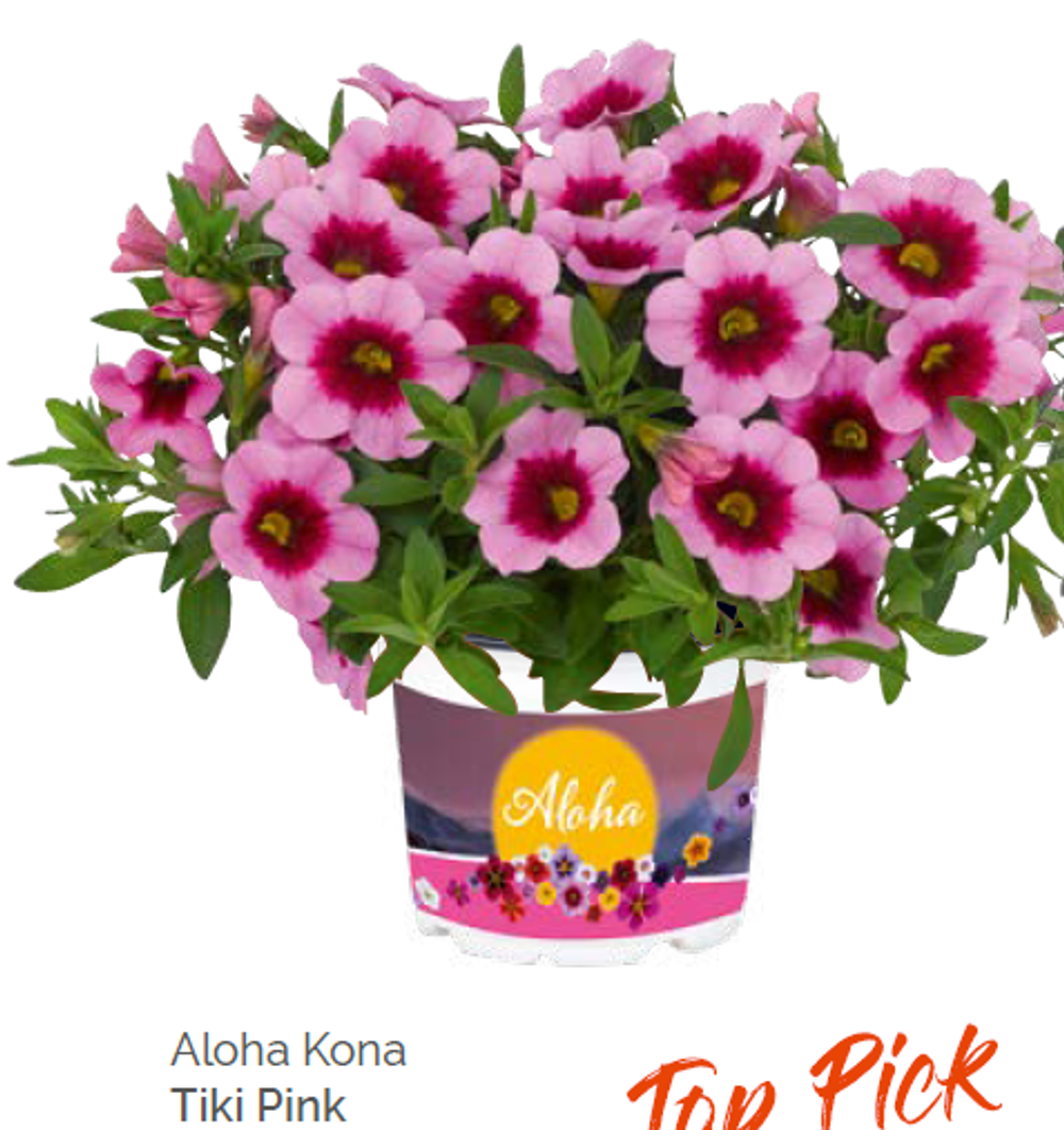 Калибрахоа Aloha Kona Tiki Pink укорененный черенок ОКС конец ноября