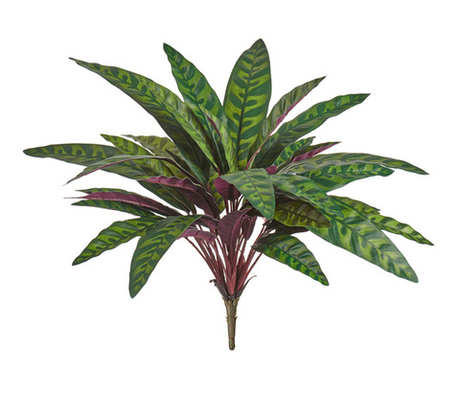 Калатея узколистная Лансифолия куст