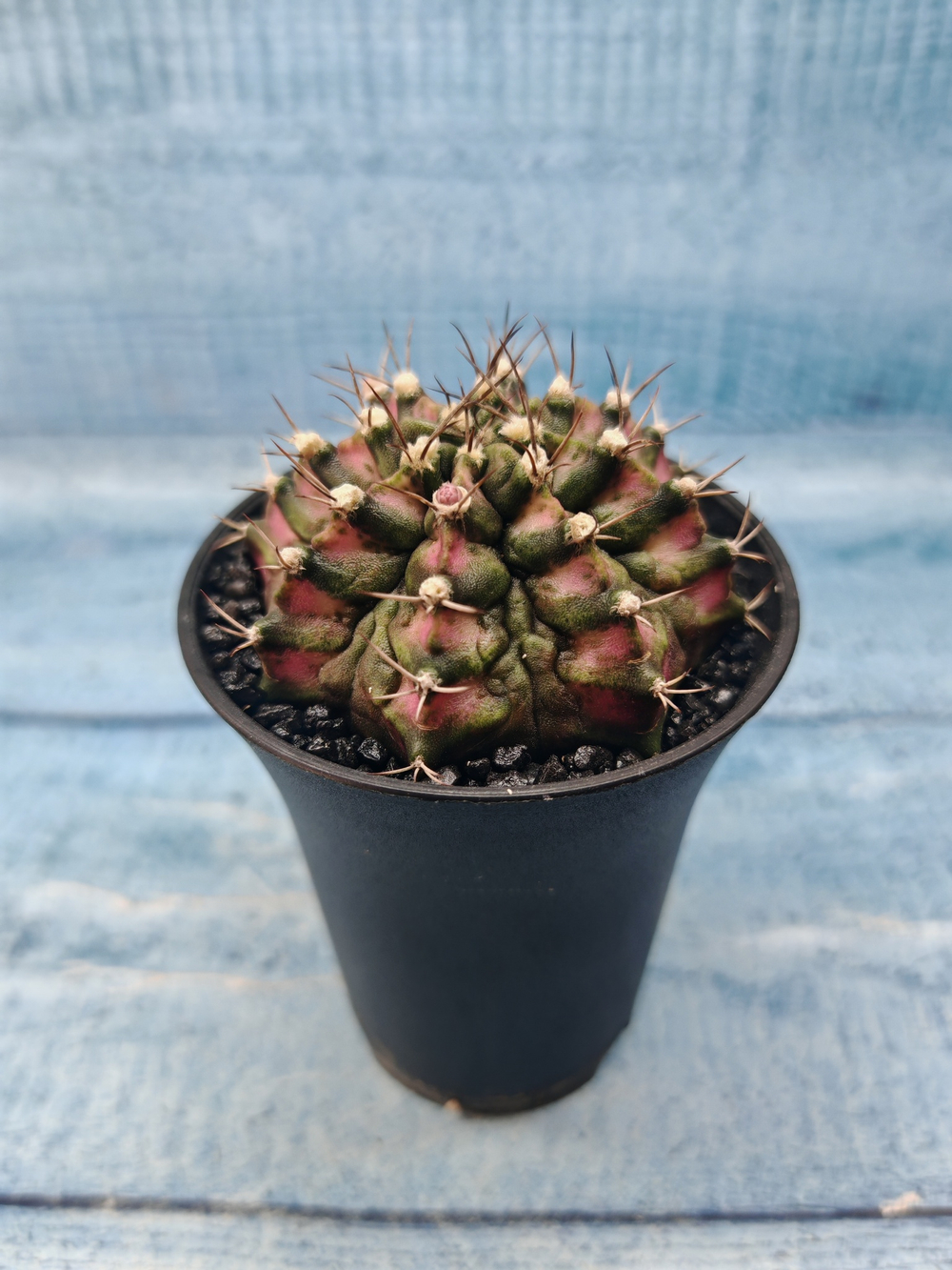Gymnocalycium T-Rex Pink hybride (Гимнокалициум)