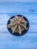 Gymnocalycium T-Rex Pink hybrid (Гимнокалициум)