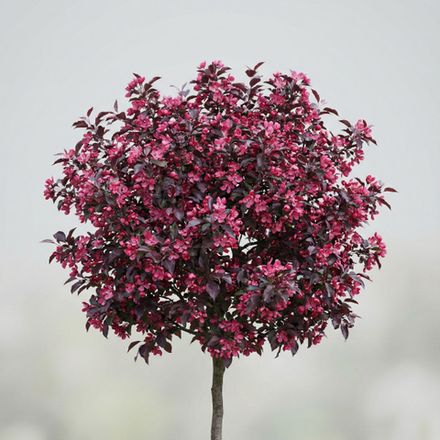 Яблоня декоративная