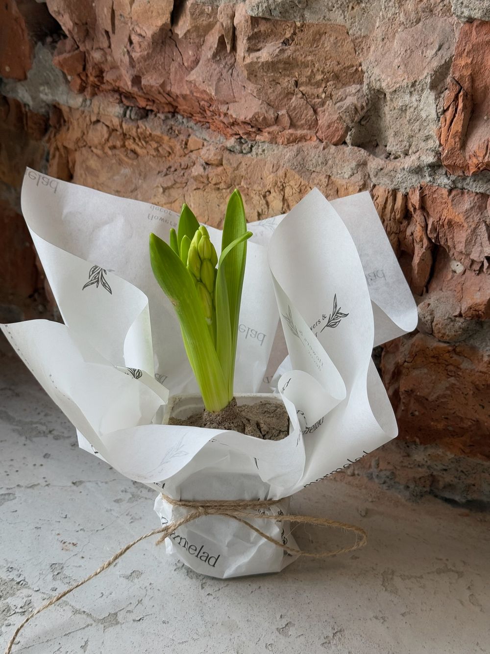 Гиацинт в горшке