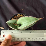 Сансевиерия BANANA