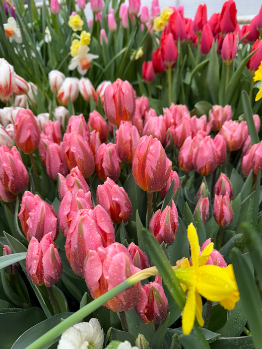 Тюльпан Притти Принцесс Закупка М78 сентябрь 2026