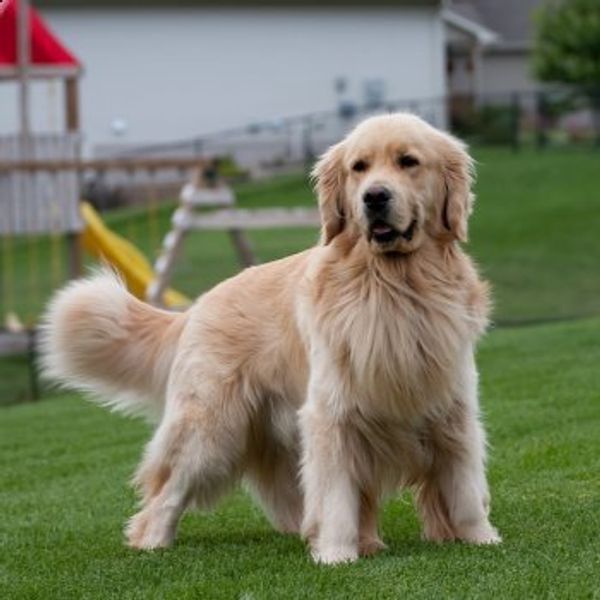 Голден ретривер (золотистый ретривер) Голден ретривер (золотистый ретривер)
