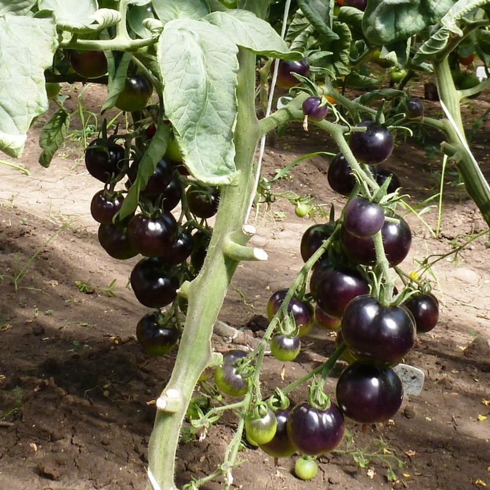 Помидоры - Indigo Rose - Индиго Розе