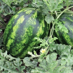 Аксент F1 семена арбуза (Vilmorin / Вильморин)