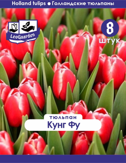 Тюльпан Луковица, Кунг Фу, 8шт