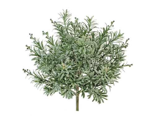 Кроссостефиум (Миллер) серо-зелёный куст со св.лимон.завязями в-27, д-27 см 6/60 20.5933N