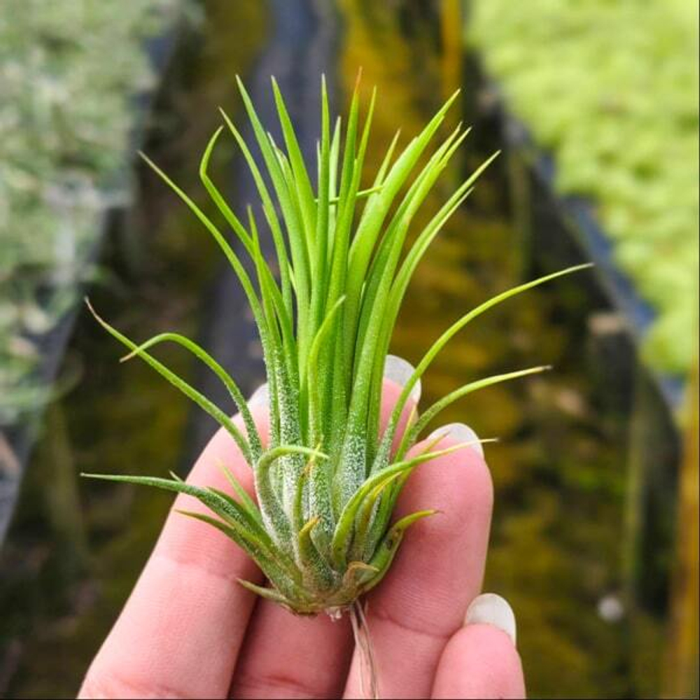 Тилландсия ionantha Fuego Thin L (T35)