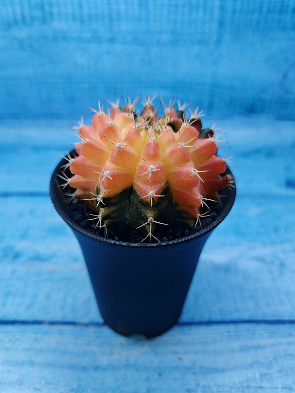 Gymnocalycium Variegata (Гимнокалициум Вариегатный)