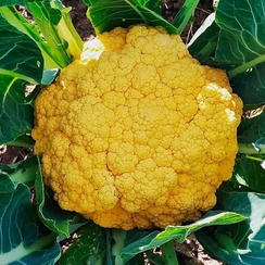 Флейм стар F1 семена капусты цветной (Syngenta / Сингента)