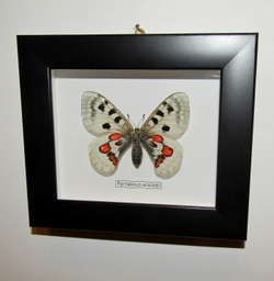 Бабочка Parnassius wiscotti в рамке