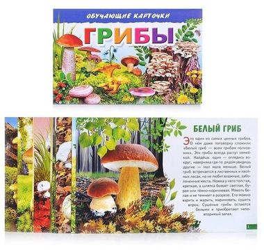 ЛИТУР ОбучКарточ Грибы