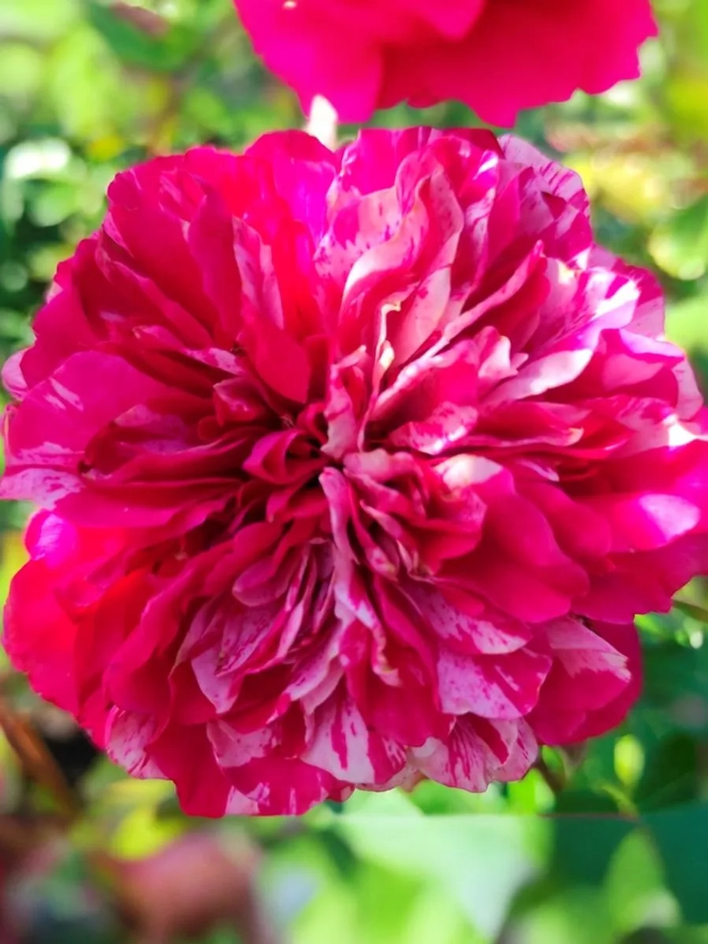 Роза флорибунда Константина Фреска