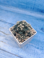 Coryphantha Andreae (Корифанта)