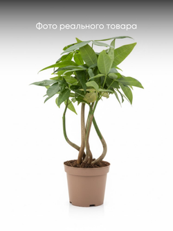 Пахира отогнутая д.9