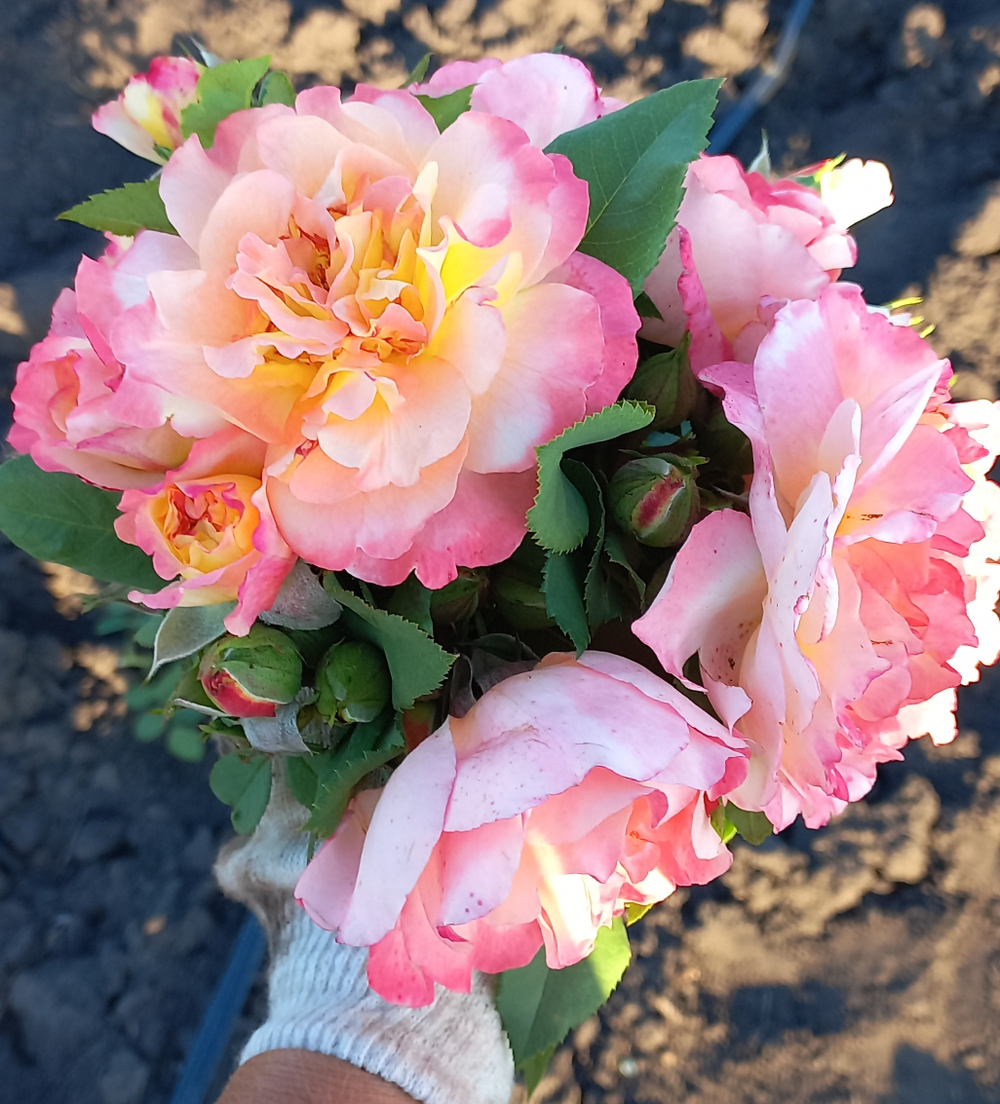 АКВАРЕЛЬ Aquarell (TANellqua, Perfect Harmony)