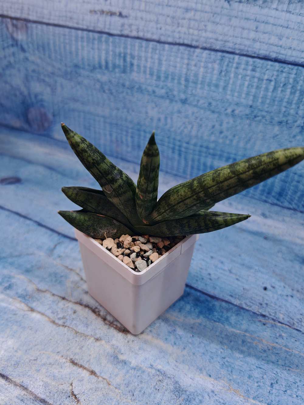 Sansevieria Cylindrica Boncellensis (Сансевиерия)