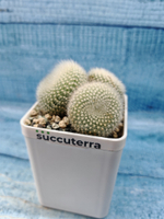 Notocactus Haselbergii triple (Нотокактус)