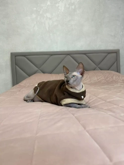 Одежда свитер для сфинксов кошек