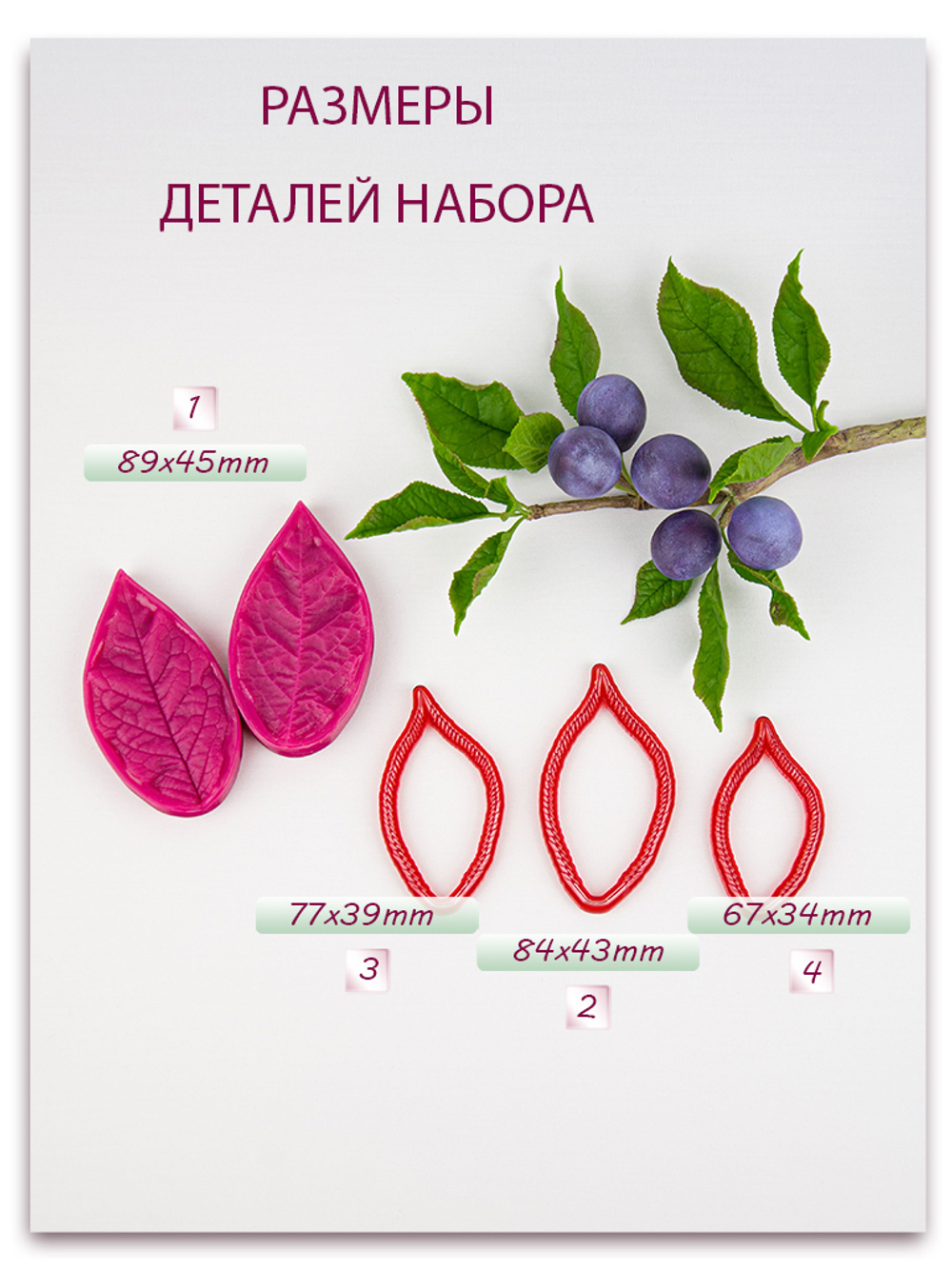 Лист сливы большой