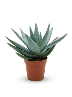 Алоэ вера д. 5