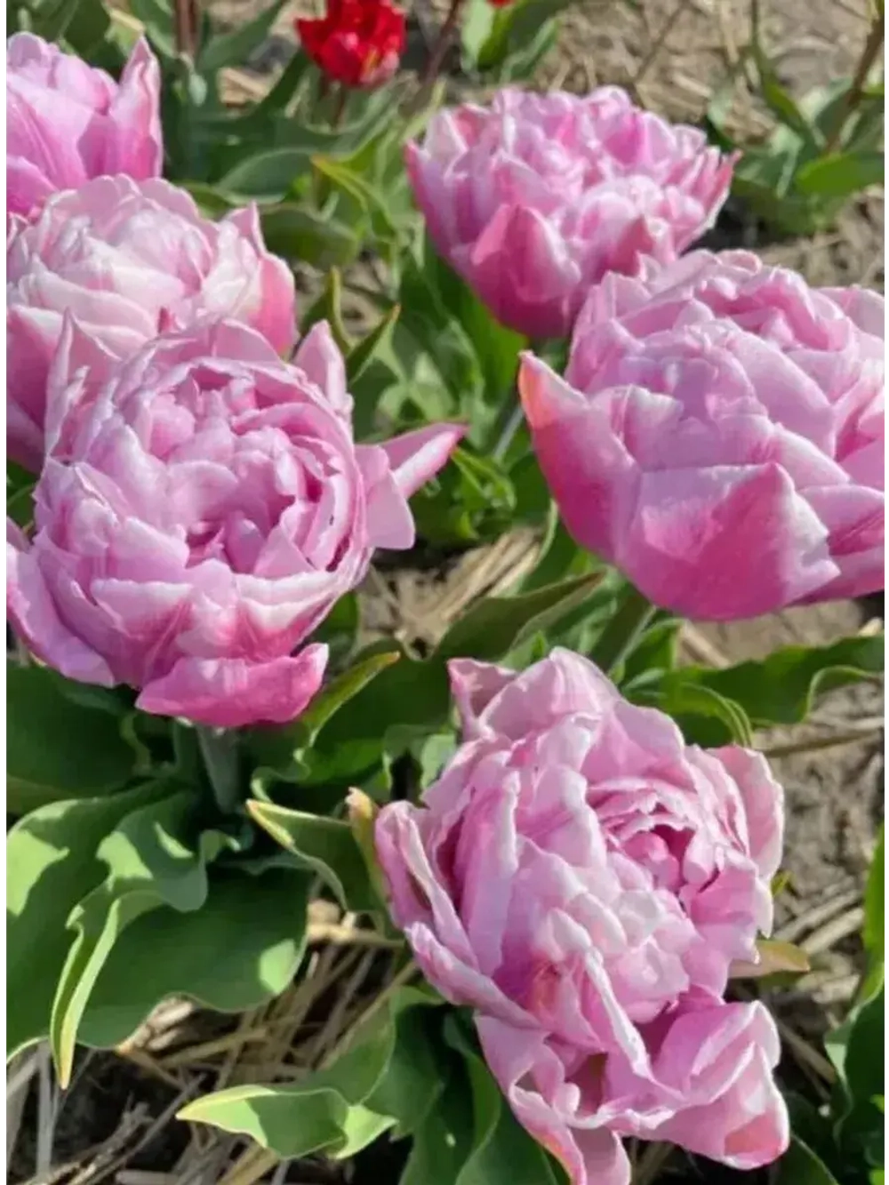 Тюльпаны Katinka 4 шт, набор луковиц