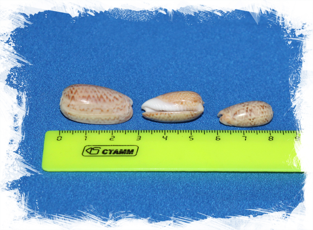 Олива Конкавоспира